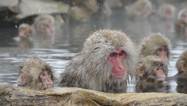 Nagano: Japan’s Mountain Resort Destination Is Rich with Nature, History